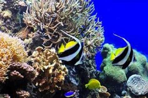 lapu lapu zoos|Zoos and aquariums in Lapu.